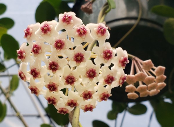 Hoya obovata, Porcelain Flower, Wax Flower